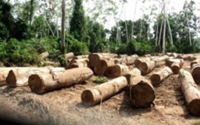 Detienen a 19 miembros de banda dedicada a la tala ilegal en Lima y Ucayali