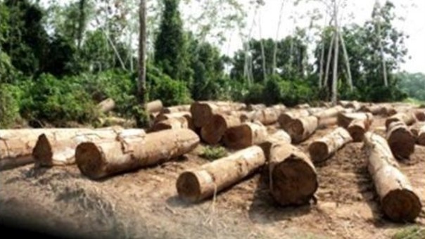 Detienen a 19 miembros de banda dedicada a la tala ilegal en Lima y Ucayali
