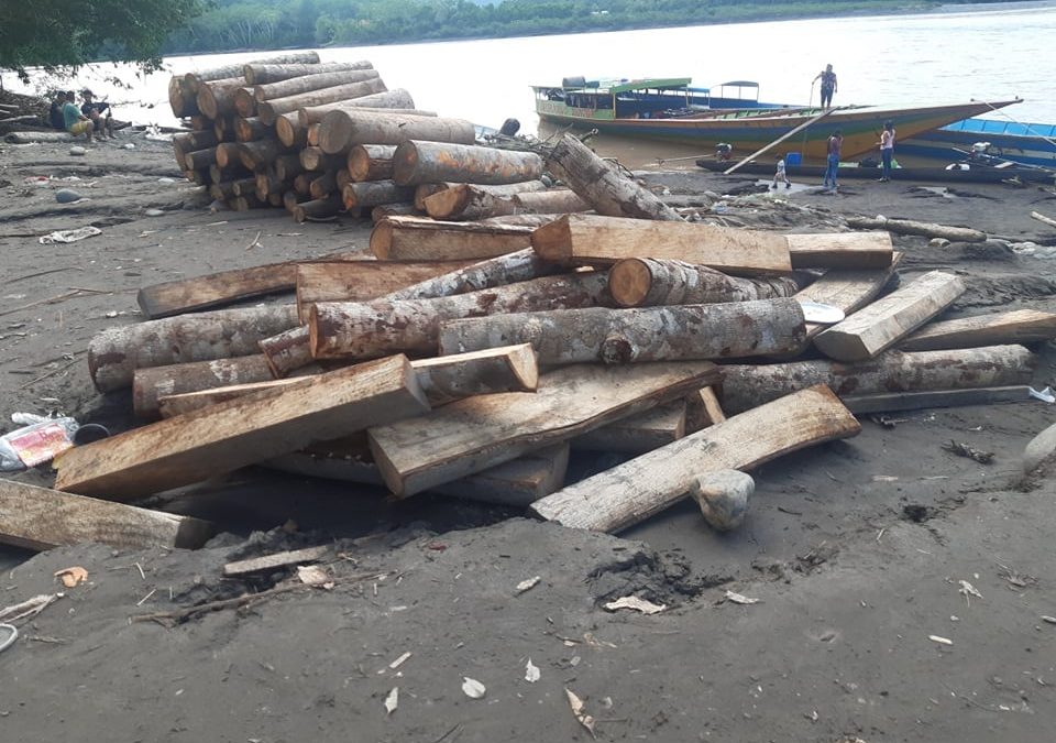 Condorcanqui: Denuncian que ecuatorianos extraen ilegalmente madera del río Santiago ante “pasividad e inacción” de las autoridades