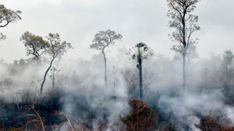 Brasil: Deforestación se incrementó en un 67% en la Amazonía