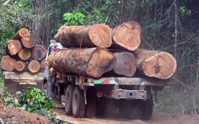 Amazonas: Gobierno declara en emergencia a Condorcanqui por tala y minería ilegal
