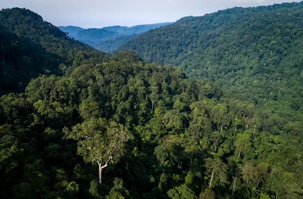 Organizaciones indígenas nacionales rechazan la modificatoria de la Ley Forestal