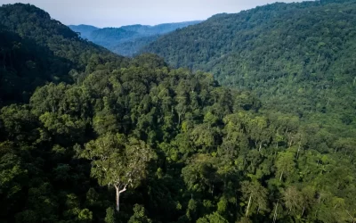 Organizaciones indígenas nacionales rechazan la modificatoria de la Ley Forestal