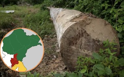 El 100% de toda la tala de bosques en Loreto y Ucayali desde 2012 a 2018 es ilegal, revela informe