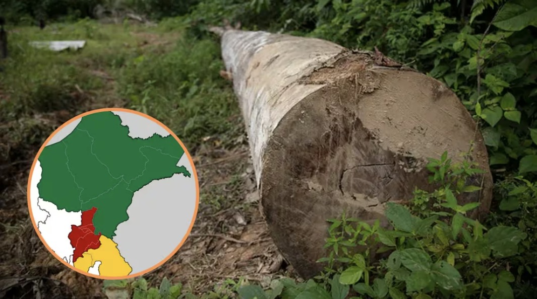 El 100% de toda la tala de bosques en Loreto y Ucayali desde 2012 a 2018 es ilegal, revela informe