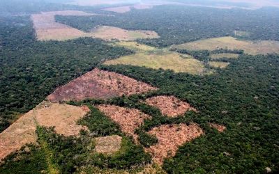 Tribunal Constitucional admite demanda contra modificación de la Ley forestal