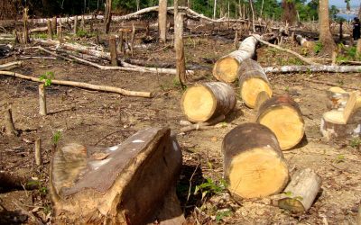 Residentes kichwa de San Martín denuncian tala indiscriminada en su territorio