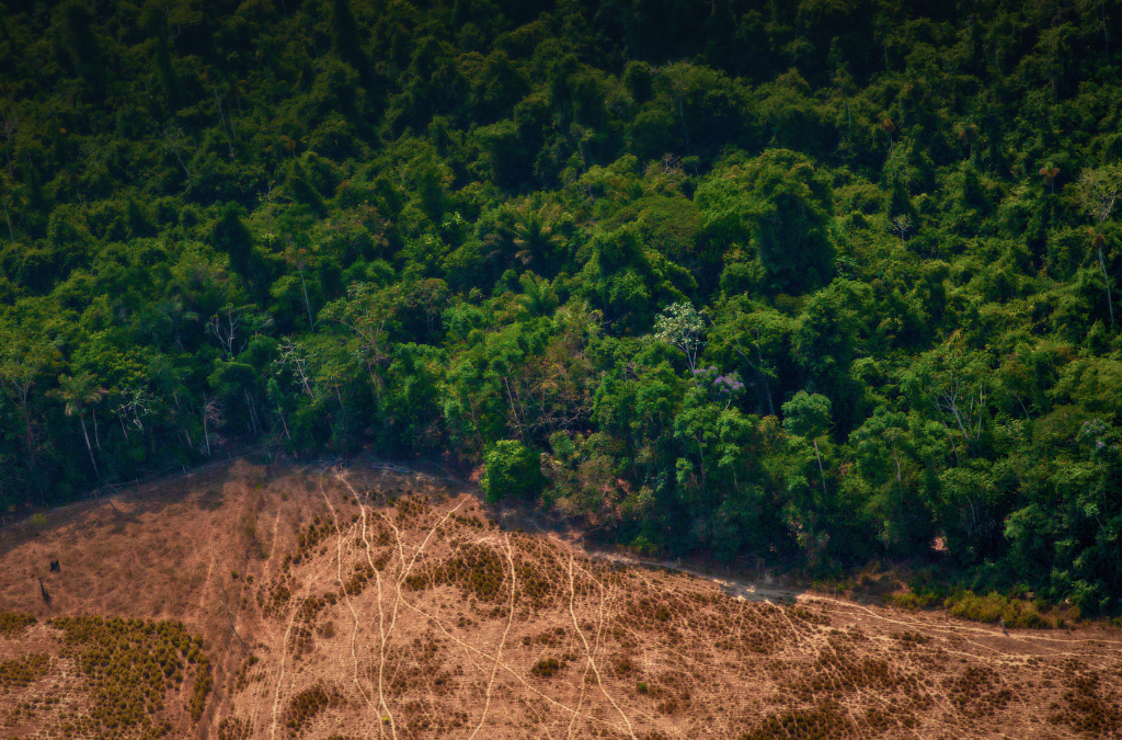 “Defendamos la Amazonía. Salvemos la Creación”: Lanzan campaña multimedia para proteger la Casa Común