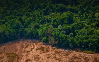 “Defendamos la Amazonía. Salvemos la Creación”: Lanzan campaña multimedia para proteger la Casa Común