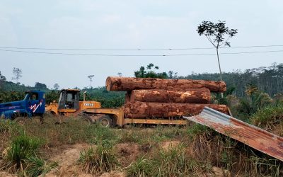 San Martin: ordenan la suspensión de actividades de extracción de madera en territorio kichwa de la comunidad de Puerto Franco