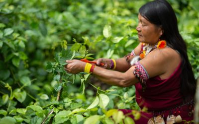 Buen Vivir: el Gobierno Territorial Autónomo Awajún promueve soberanía alimentaria con capacitaciones en 2025