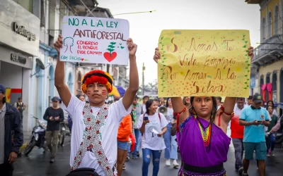 Ley Antiforestal: a un año de su entrada en vigor, líderes y especialistas explican su inconstitucionalidad